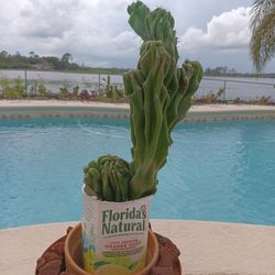 14" Rooted Monstrose Peruvian Apple Cactus $40 - Ship Bareroot $10
