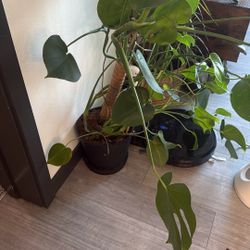 Monstera With ikea pot