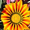 Flora