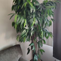Indoor Tree 6 Feet Nice Paid 100  Asking For 40
