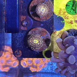 Grim Reaper Zoanthid Frag – WYSIWYG Collector Grade