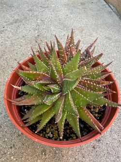 Haworthia Enon (Aloe) Succulent