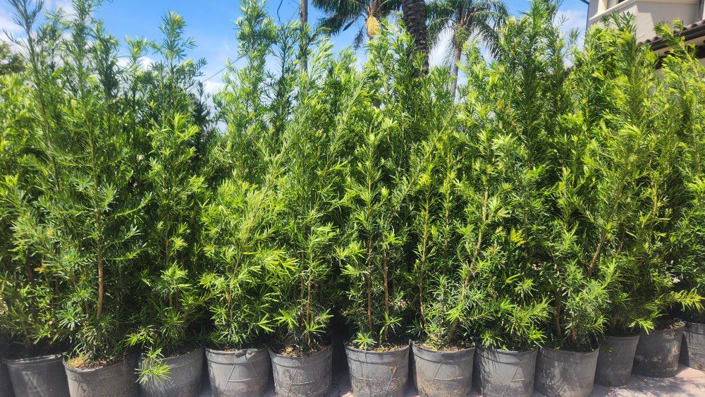 Spectacular Podocarpus Plants For Inmediate Privacy!!! About 6 Feet Tall!+ Fertilized 