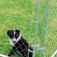 Dog Kennel 5x5