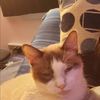 La Gata