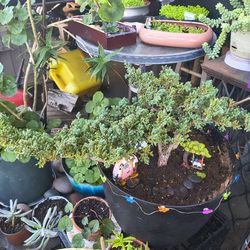 *** exotic plants and succulents***