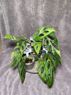 Monstera Adansonii Mint