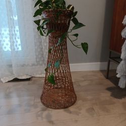 Live House Plant. $30