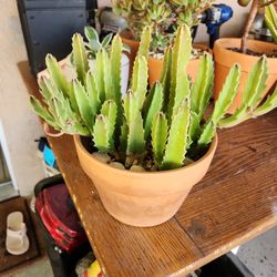 stapelia Cactus