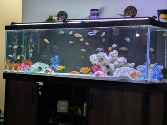 125 gallon tank, heater, lights (led)