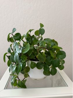 Baby Rubber Plant