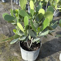 Clusia Plants And Installation 