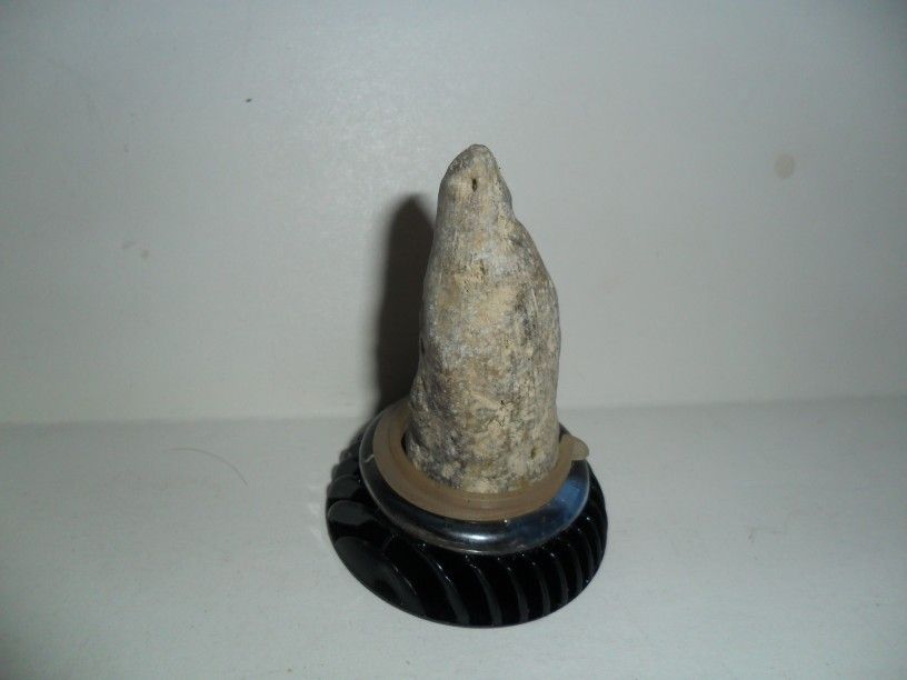 Horn Coral