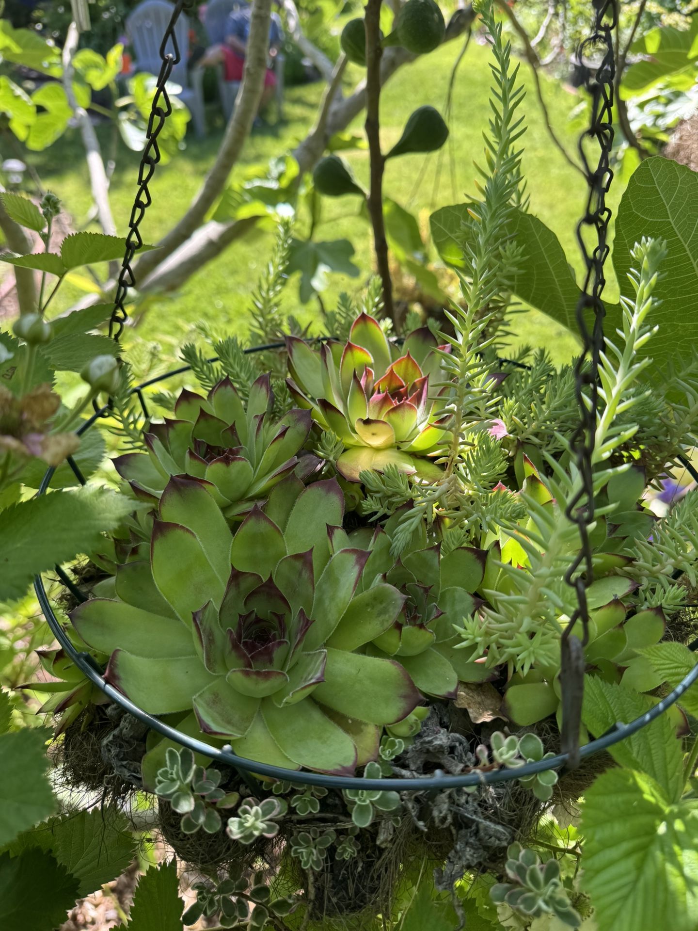 Large Succulent Hanging Baskets