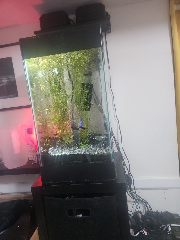 Aquarium 15 Gallon With FISH!