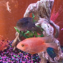 Fish Tank