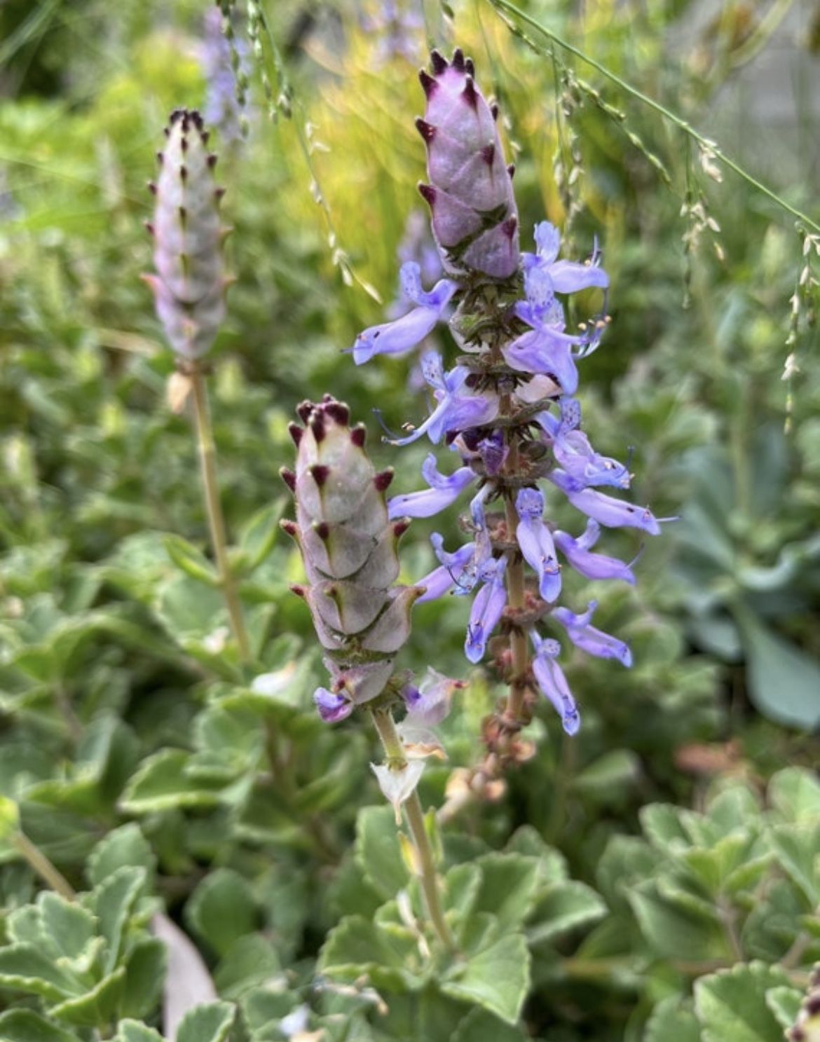6 Scaredy Cat plant, Coleus Canina cuttings - keep cats out of your garden ,