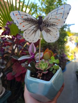 Beautiful succulent arrangement with butterfly.🤍🦋🌱