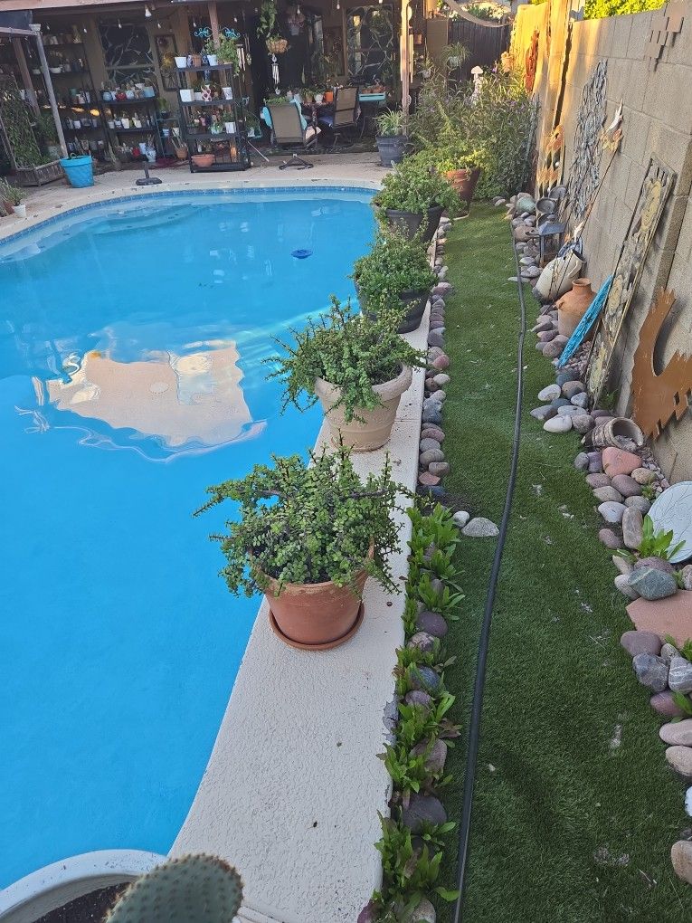 Large Gorgeous Elephant Food Plants In 12 To 19in Terracotta And Composite Pots