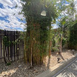 Bamboos con raíz $3 cada uno ( usted los tiene q sacar )