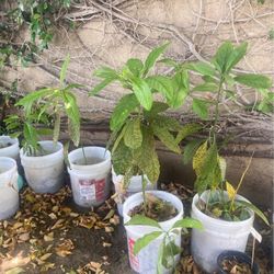 Avocado Tree