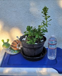 ORGANIC AEONIUM PLANT.
