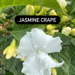 🤍 Jasmine Crape (Tabernaemontana divaricata)