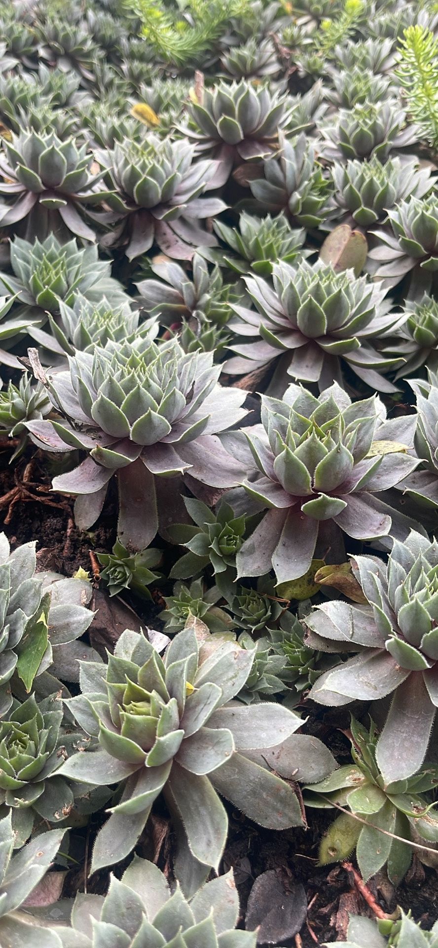 Succulents 