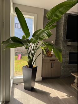 Huge luxe birds of paradise 8feet+