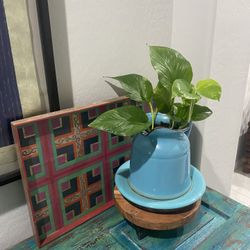 Beautiful Pottos Live Plant