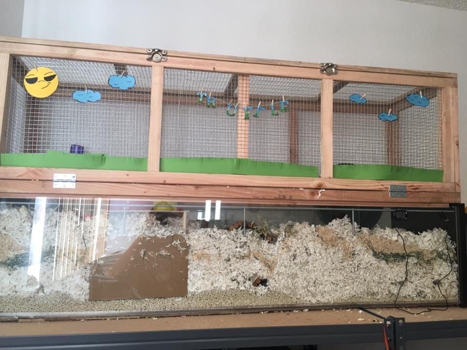 IKEA Detolf Hamster Cage With Topper for Sale in Tacoma WA OfferUp