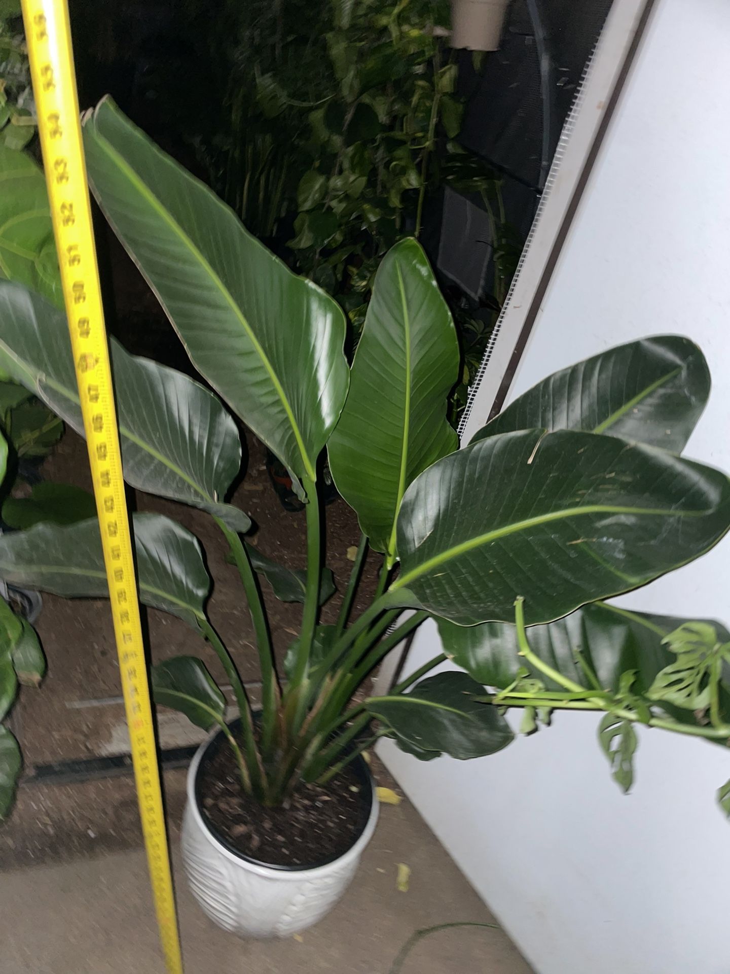 Big/full/lush ~4ft white bird of paradise, new leaf sprouting; ceramic pot not included; 95820