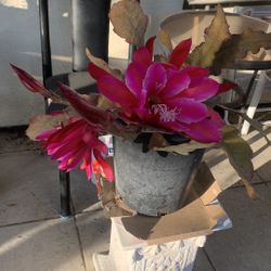 Epiphyllum Pot 29$