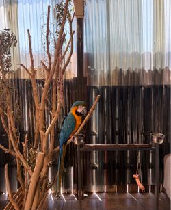 Bird perch stand
