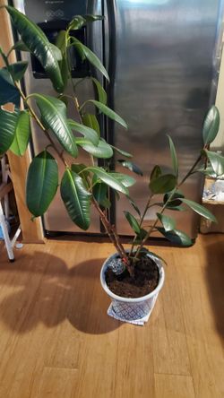 4-1/2 Ft Rubber Plant