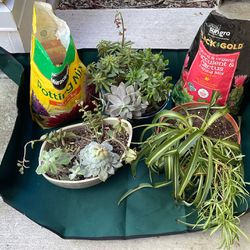 Gardening Kit And Plants