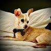 Happy tails