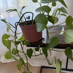 Variegated Pothos Live Plant In 6inch Pot 