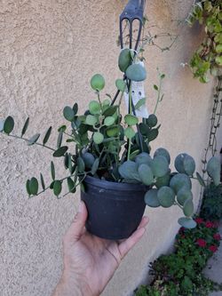 Strings of Silver Dollar Plant $38