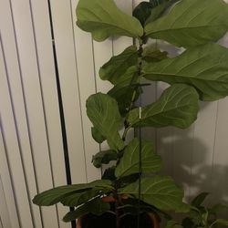 Fiddle Leaf Fig Plant