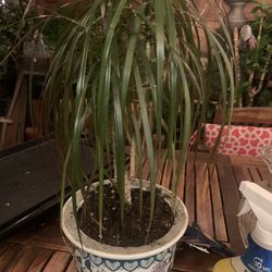 Plant  In Ceramic Pot 24 Inch Tall.