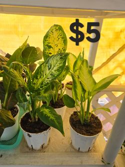 Dieffenbachia