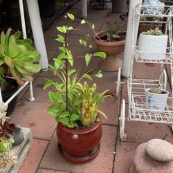 Hylaeaicum pendulum + Vine Plant 🪴 In Ceramic Red Pot And Plate 