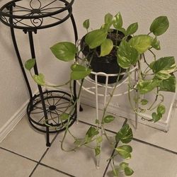 Plant Holders 