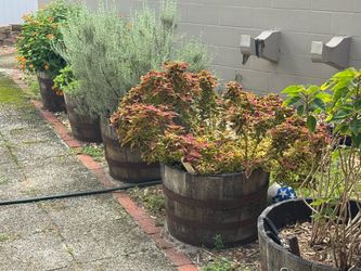 Jack  Daniels whiskey planter barrels with various plants.