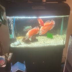 Fish Tank + Everything 