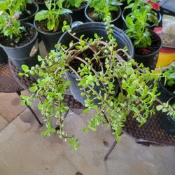 Elephant Plant 