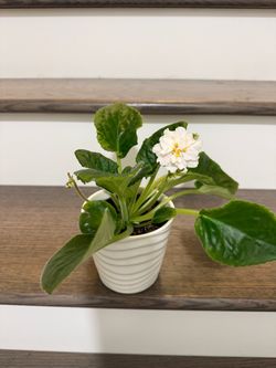 White double bloom African violet Snow White plant in pot