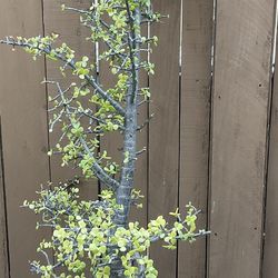 Tall African elephant bush succulent plant good  for bonsai