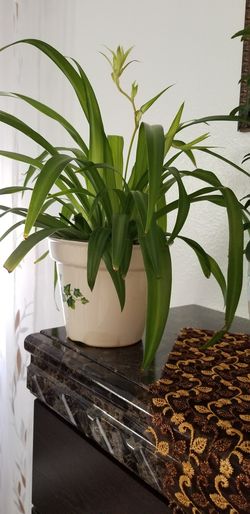 Spider Plant Care (Chlorophytum Comosum